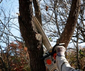 tree services, tree care