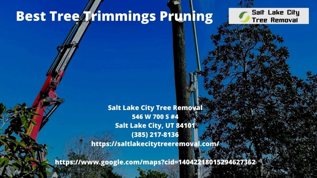 Best Tree Trimmings Pruning