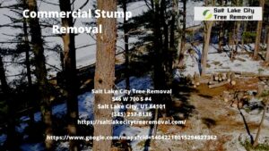 Commercial Stump Removal