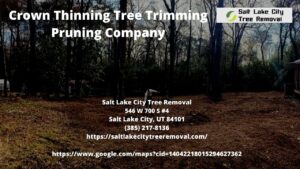 Crown Thinning Tree Trimming Pruning Company
