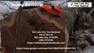 Professional Stump Removal