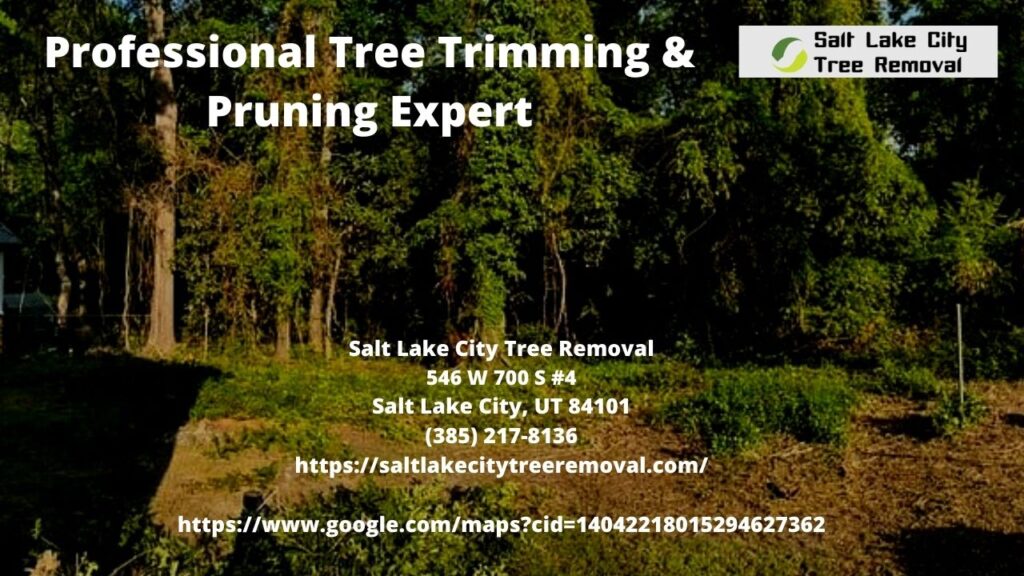 Professional Tree Trimming & Pruning Expert