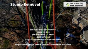 Stump Removal Companies