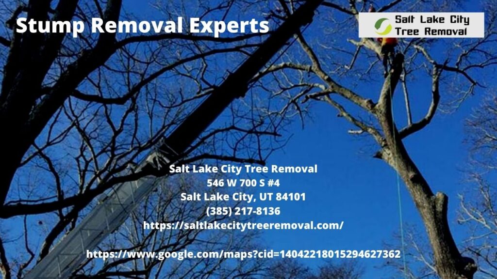  Stump Removal Experts