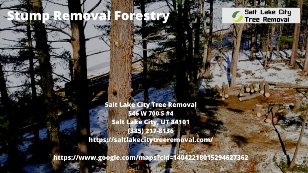  Stump Removal Forestry