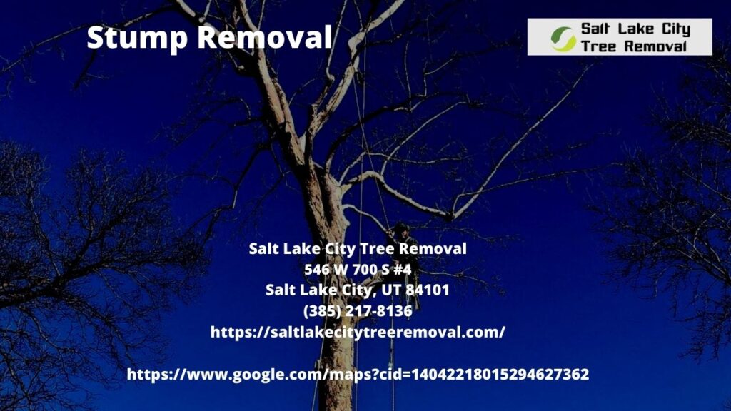 Stump Removal Service