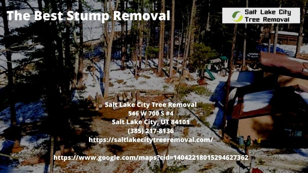 The Best Stump Removal