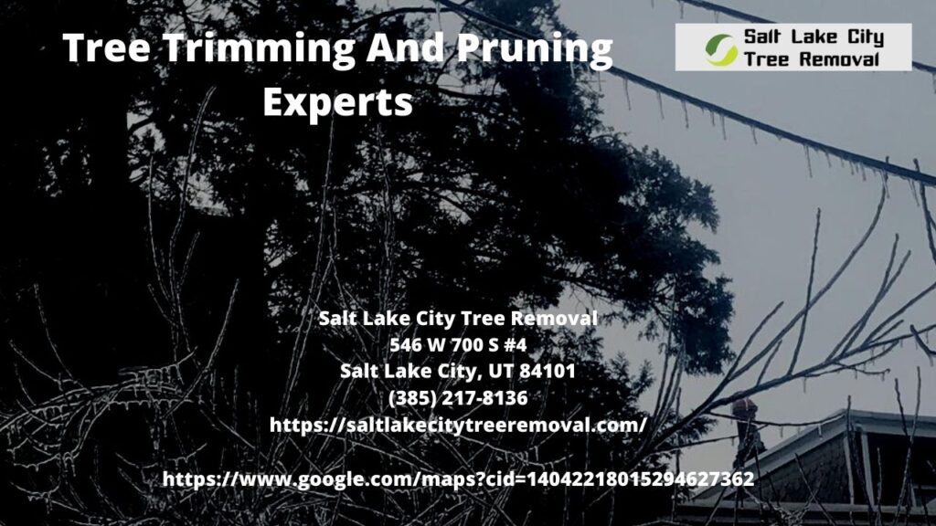 Tree Trimming And Pruning Experts