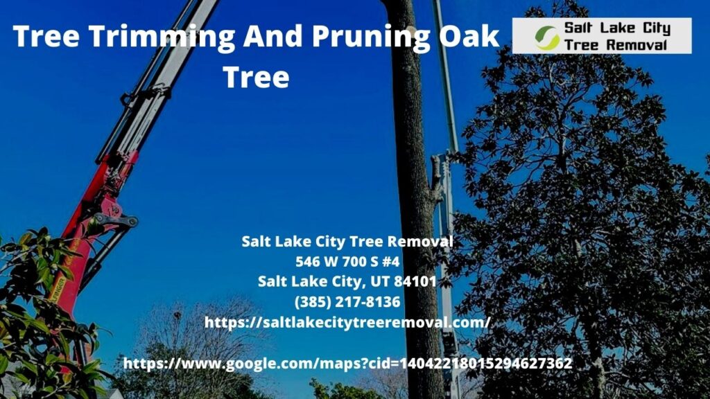 Tree Trimming And Pruning Oak Tree