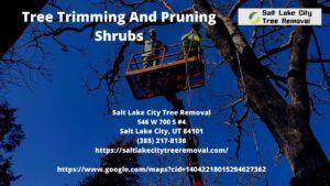 Tree Trimming And Pruning Shrubs