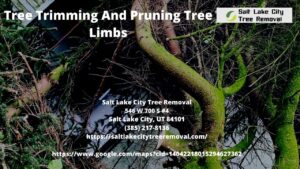 Tree Trimming And Pruning Tree Limbs