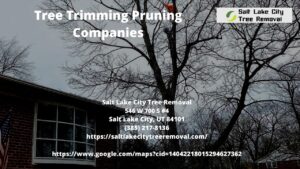 Tree Trimming Pruning Companies