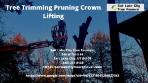 Tree Trimming Pruning Crown Lifting