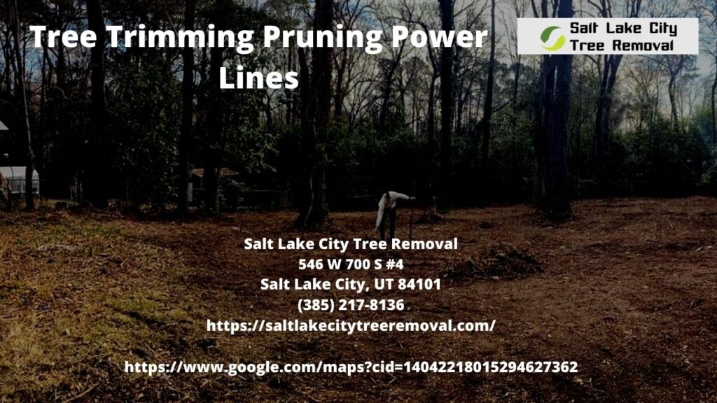 Tree Trimming Pruning Power Lines