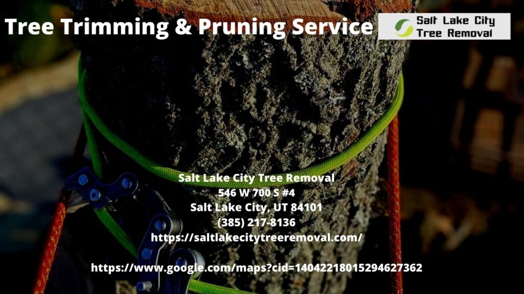 Tree Trimming & Pruning Service