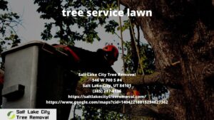 tree service lawn